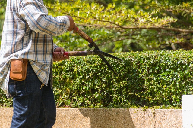 Garden Maintenance New Malden, KT3